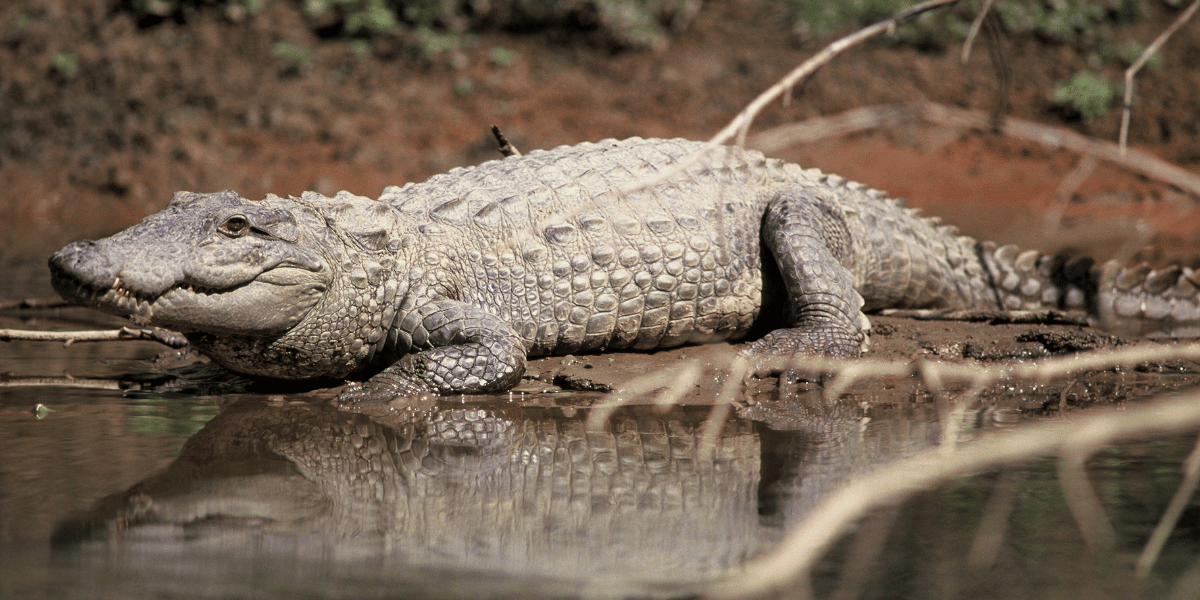 Mugger Crocodile Image